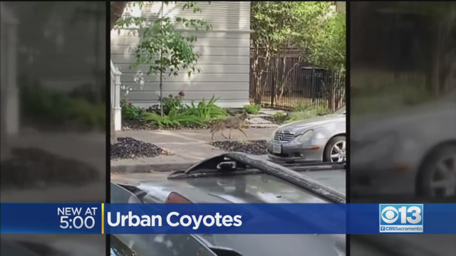 Photo from CBS13 - CW31