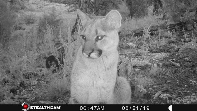 Photo from cbs4denver.com