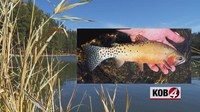 Photo from KOB.com - Eyewitness News 4
