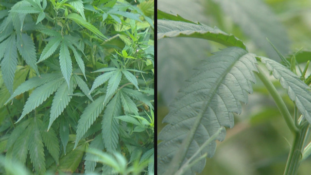 Photo from cbs4denver.com
