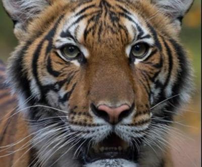 Photo from United Press International