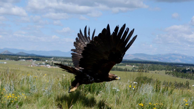 Photo from cbs4denver.com