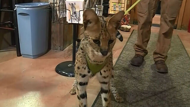 Photo from cbs5.com